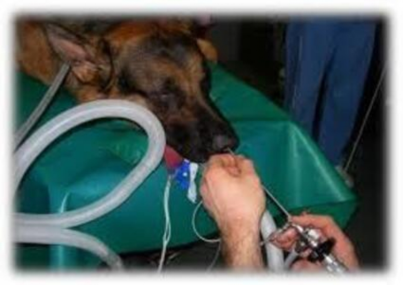 Clínica Especializada em Rinoscopia em Cães de Pequeno Porte Arapoangas (Planaltina) - Rinoscopia para Cachorros