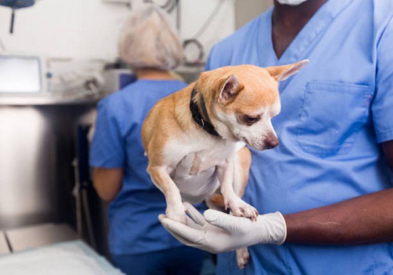 Endoscopia Cachorro Recanto das Emas - Endoscopia em Cachorro