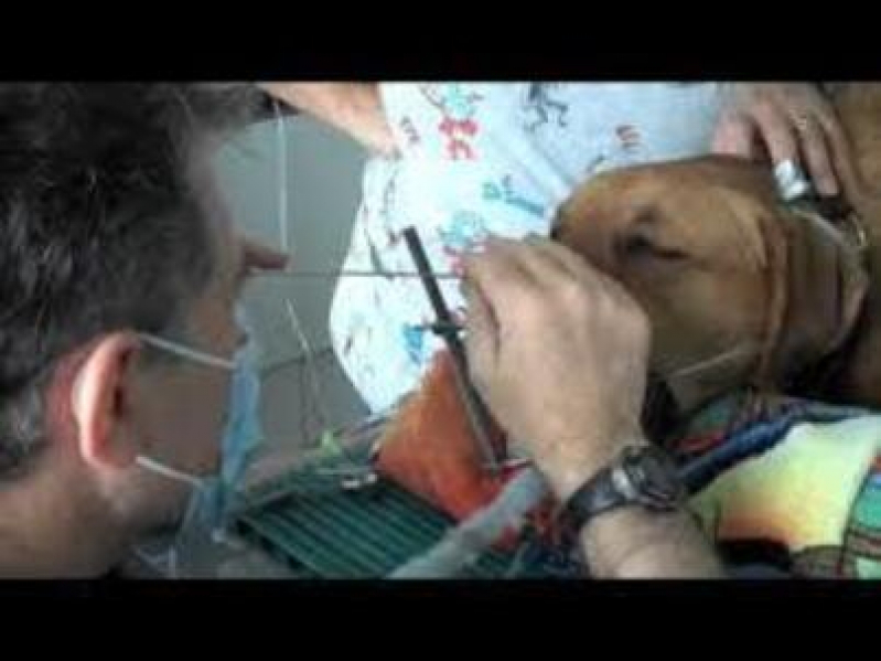 Onde Faz Rinoscopia em Cães de Pequeno Porte Setor Habitacional Vicente Pir (Taguatinga) - Rinoscopia para Cachorros
