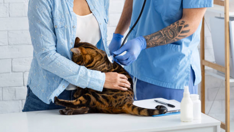 Onde Fazer Endoscopia em Animais Sia - Endoscopia Digestiva Veterinária