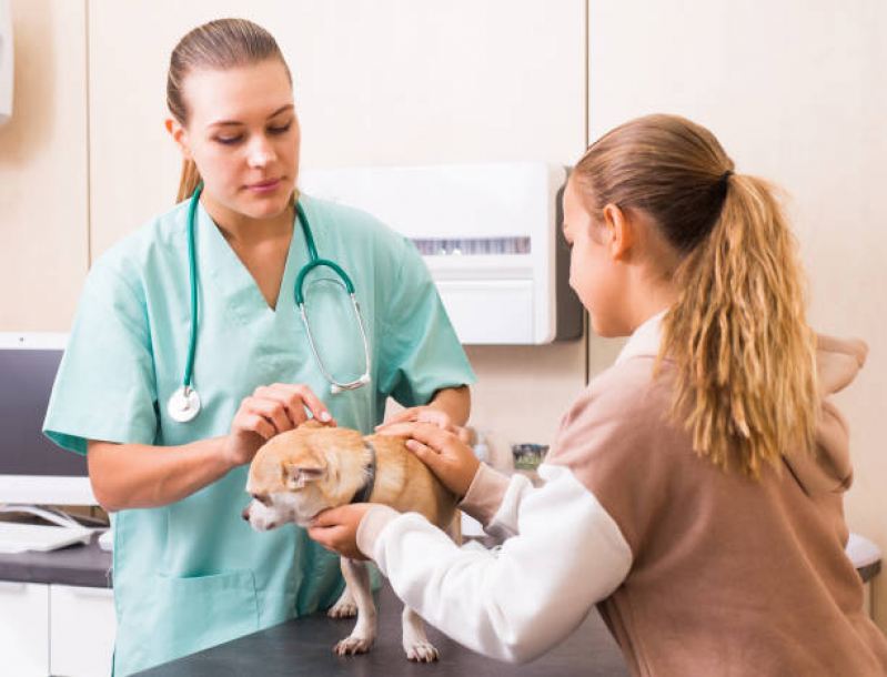 Onde Fazer Endoscopia em Cachorro Sobradinho Ll - Endoscopia Digestiva Veterinária