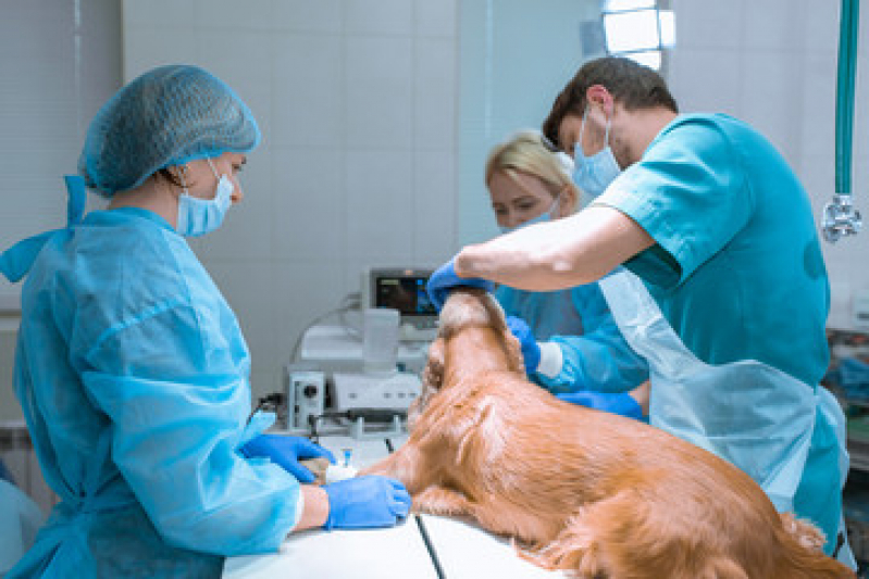 Onde Fazer Endoscopia para Cães Núcleo Bandeirante - Endoscopia em Cães