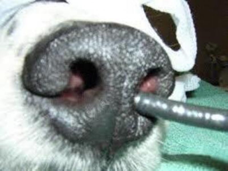 Rinoscopia em Cães de Pequeno Porte Clínica Setor Norte - Gama (Gama) - Rinoscopia para Cachorros