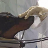 clínica especializada em rinoscopia canina Setor de Mansões Dom Bosco La (Lago Sul)