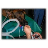 clínica especializada em rinoscopia em cães de pequeno porte Park Way