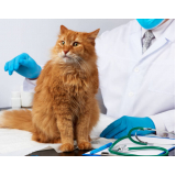 eletrocardiograma em cães e gatos preço Setor M C - Ceilândia (Ceilândia)