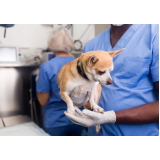 endoscopia cachorro Veredas Brazlândia (Brazlândia)