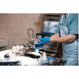 endoscopia digestiva veterinária preço Asa Sul