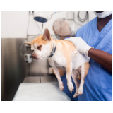 endoscopia em cães Octogonal/Sudoeste