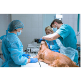 onde fazer endoscopia para cães Guará I (Guará)