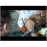 rinoscopia canina clínica Sem Bairro (Taguatinga)