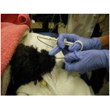 rinoscopia em cães clínica Sh Vicente Pires (Taguatinga)