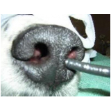 rinoscopia em cães de pequeno porte clínica Candangolândia