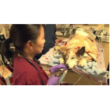 rinoscopia em cães de pequeno porte Setor Sul Gama (Gama)