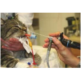 rinoscopia para animais clínica Sh Vicente Pires (Taguatinga)