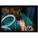 rinoscopia para cachorro clínica Taguatinga