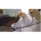 rinoscopia para cachorros clínica Taguatinga Norte Taguatinga (Taguatinga)